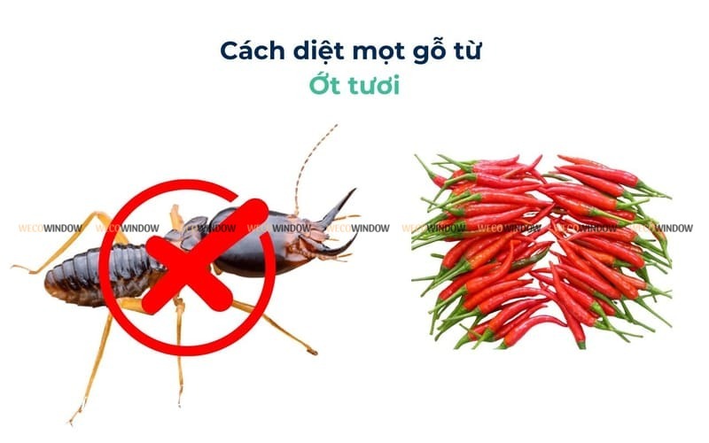 Cách trị mọt đục gỗ bằng ớt tươi. 