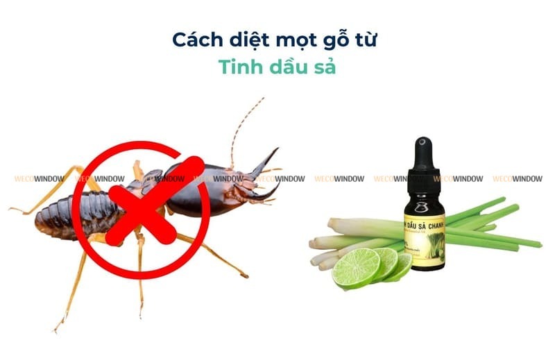 Cách trị mọt giường, tủ bằng tinh dầu. 