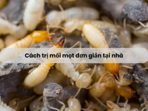 Cách trị mối mọt wecowindow.